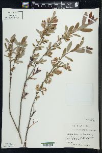 Salix pedicellaris image