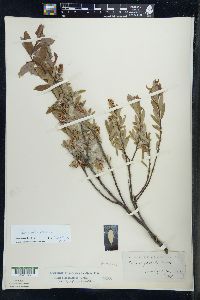 Salix pedicellaris image