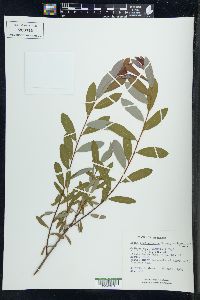 Salix pedicellaris image