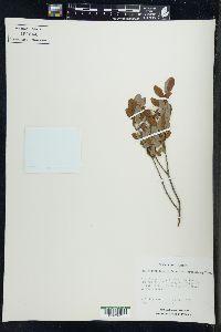 Salix pedicellaris image