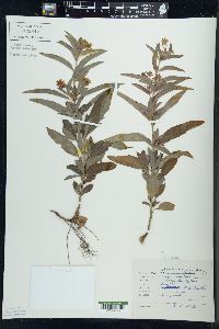 Lysimachia lanceolata image