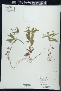 Lysimachia lanceolata image