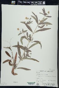 Lysimachia lanceolata image