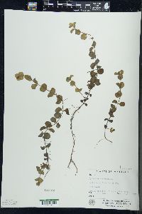 Lysimachia nummularia image