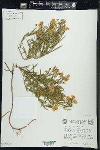 Lysimachia quadriflora image