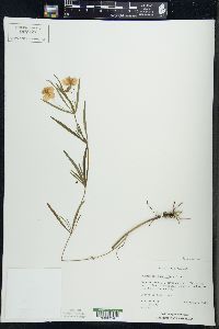 Lysimachia quadriflora image