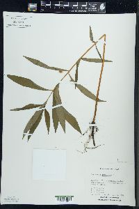 Lysimachia thyrsiflora image