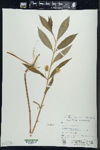 Lysimachia thyrsiflora image