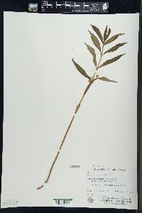 Lysimachia thyrsiflora image