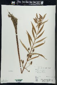 Lysimachia thyrsiflora image