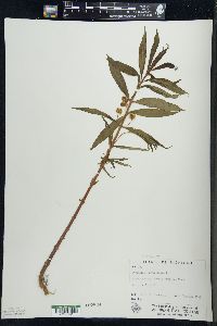 Lysimachia thyrsiflora image