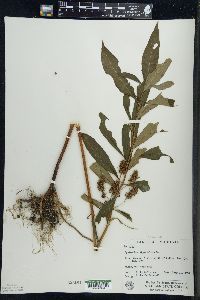 Lysimachia thyrsiflora image