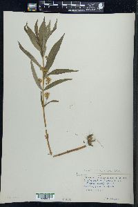 Lysimachia thyrsiflora image