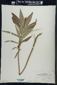 Lysimachia thyrsiflora image