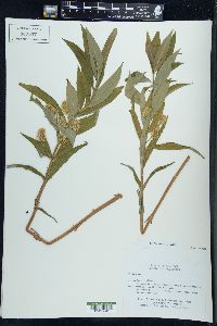 Lysimachia thyrsiflora image