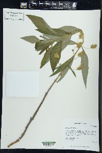 Lysimachia thyrsiflora image