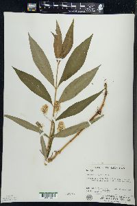 Lysimachia thyrsiflora image