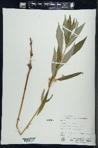 Lysimachia thyrsiflora image