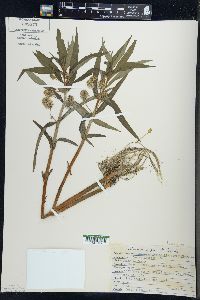 Lysimachia thyrsiflora image