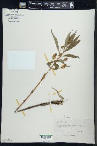 Lysimachia thyrsiflora image