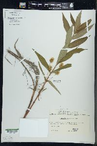 Lysimachia thyrsiflora image