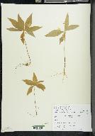 Trientalis borealis image