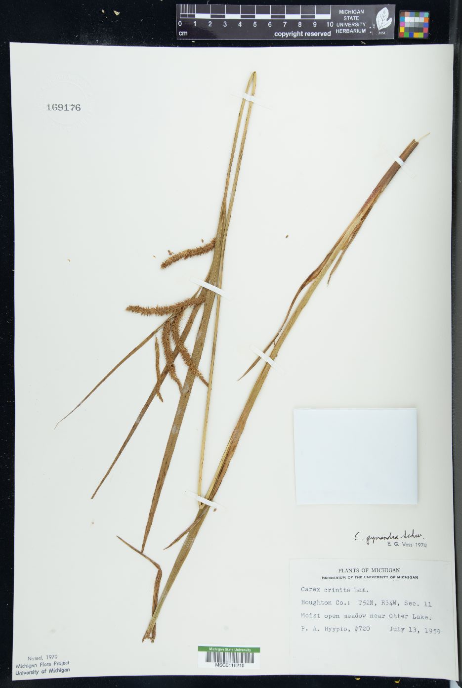 Carex gynandra image