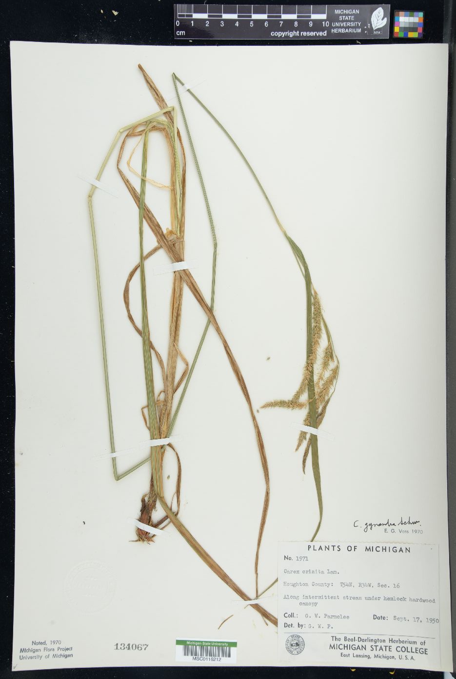 Carex gynandra image