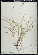 Carex hirtifolia image