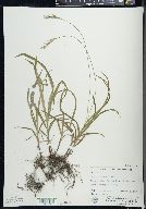 Carex hirtifolia image