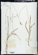 Carex hirtifolia image