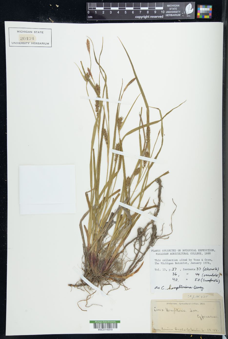 Carex houghtoniana image