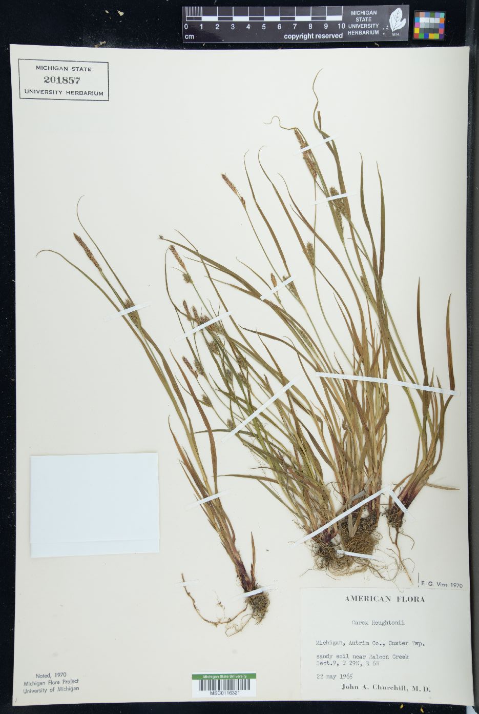 Carex houghtoniana image