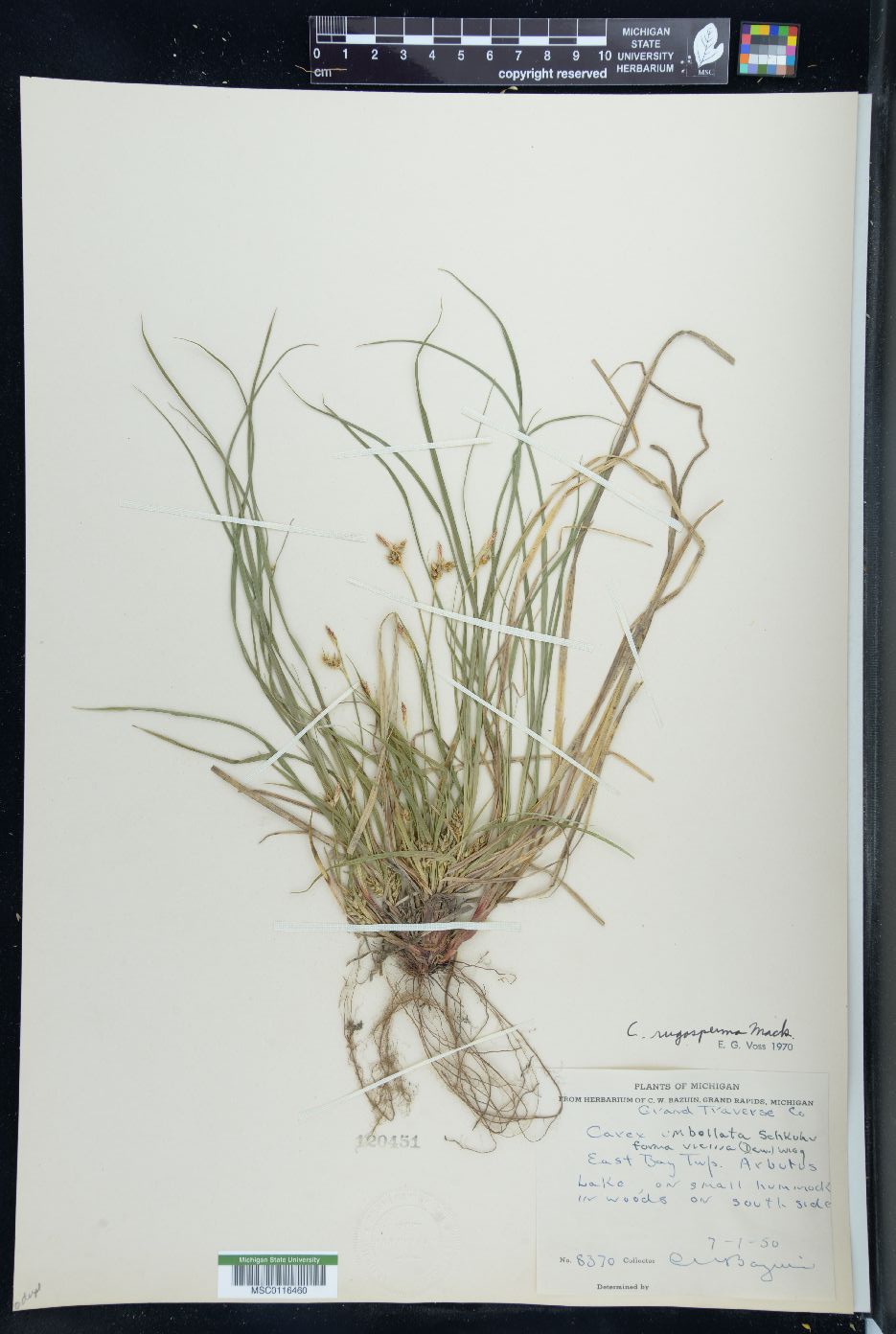 Carex rugosperma image