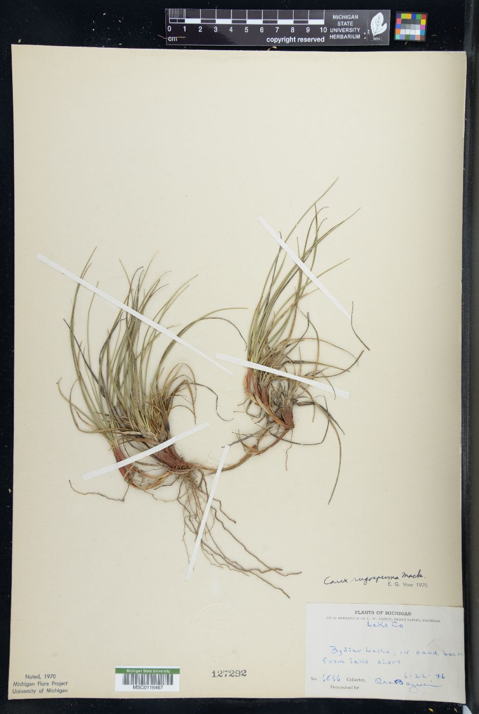 Carex rugosperma image