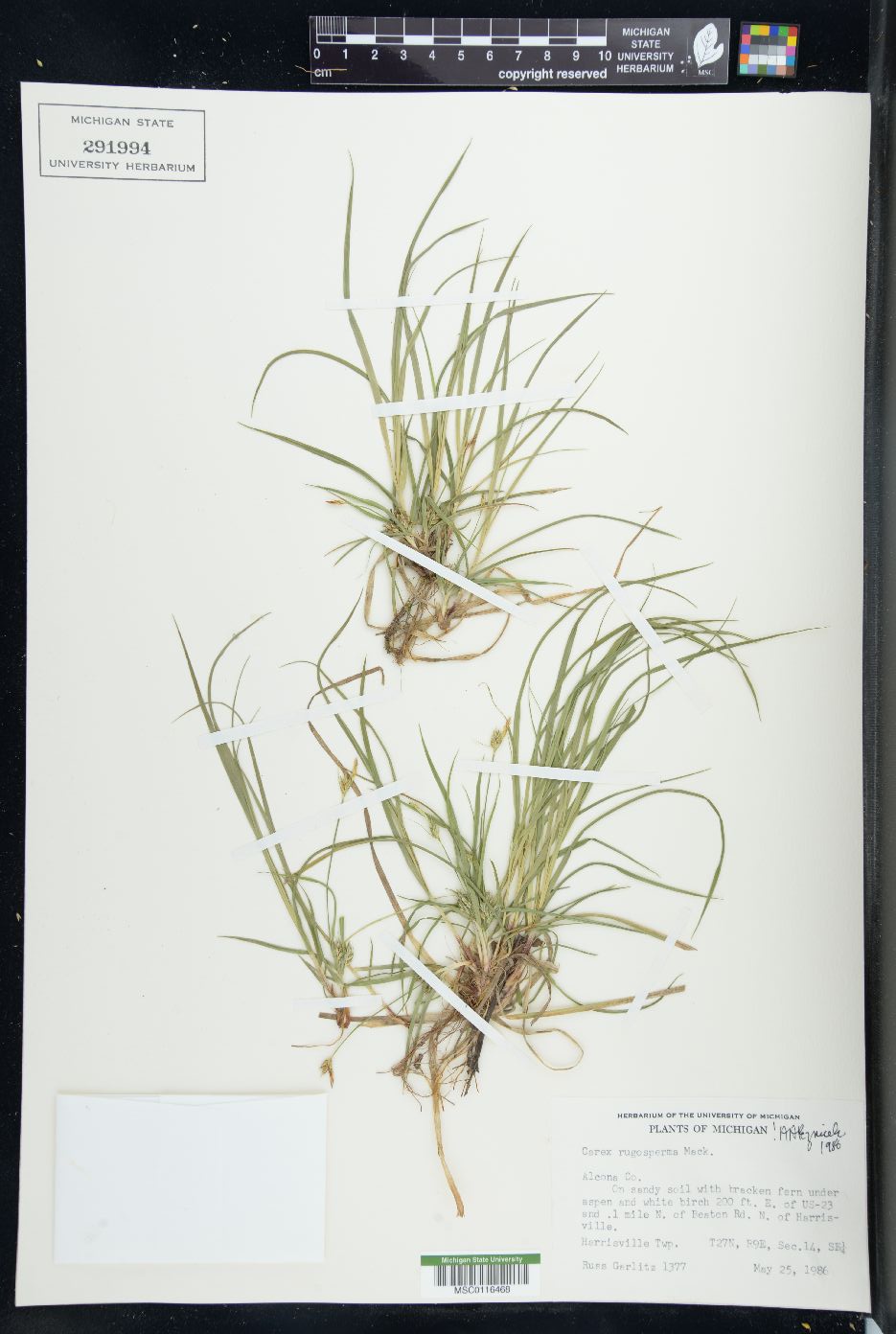 Carex rugosperma image
