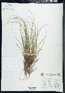 Carex rugosperma image