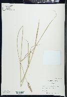 Carex sartwellii image