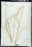 Carex oligosperma image