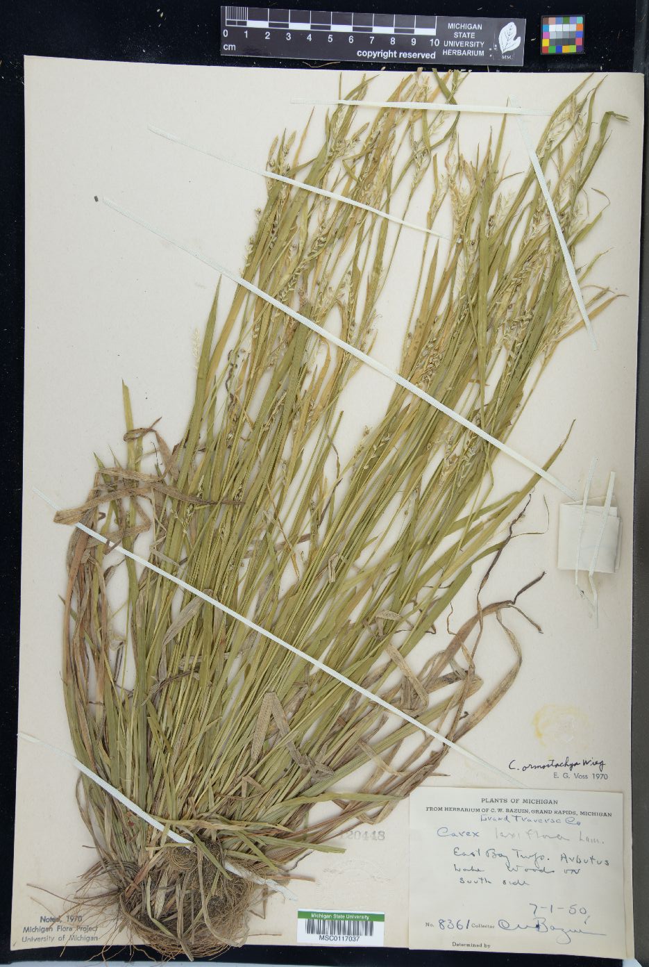 Carex ormostachya image