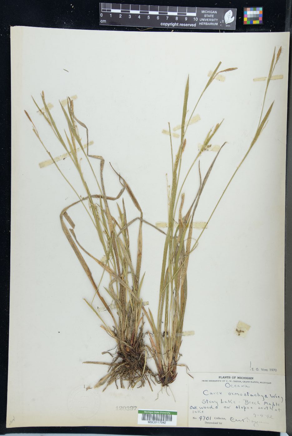 Carex ormostachya image