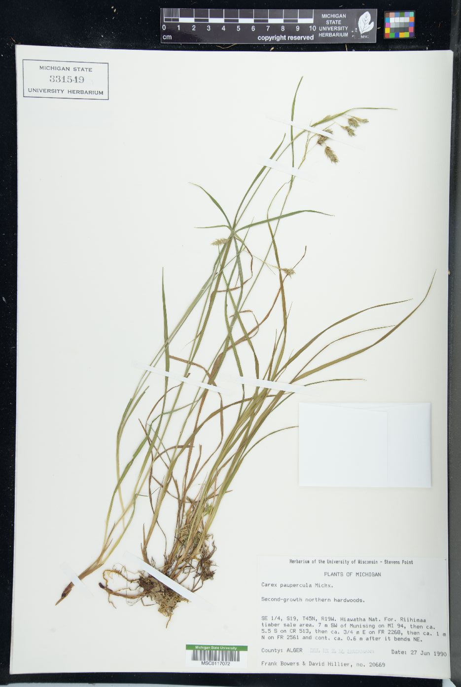 Carex paupercula image