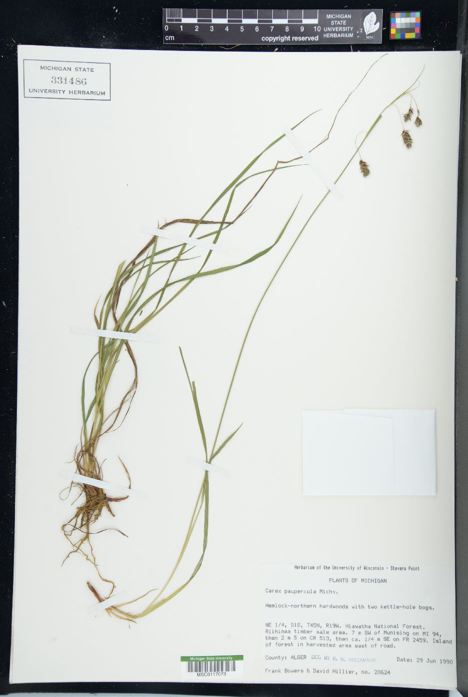 Carex paupercula image