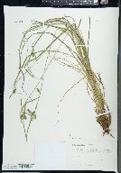 Carex paupercula image