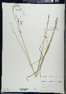 Carex paupercula image