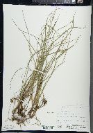 Carex paupercula image