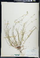 Carex peckii image