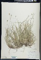 Carex peckii image