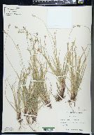 Carex peckii image