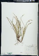 Carex pedunculata image